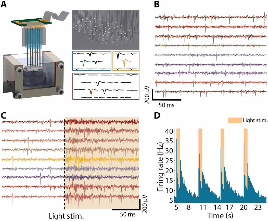 Composite figure. (A) A perfusion chamber with a microwire bundle and spike waveforms across neighbouring wires. (B) Voltage traces of spontaneous firing. (C) Traces showing firing in response to a light stimulus. (D) Histogram of average firing rate over time with peaks at light stimulation.