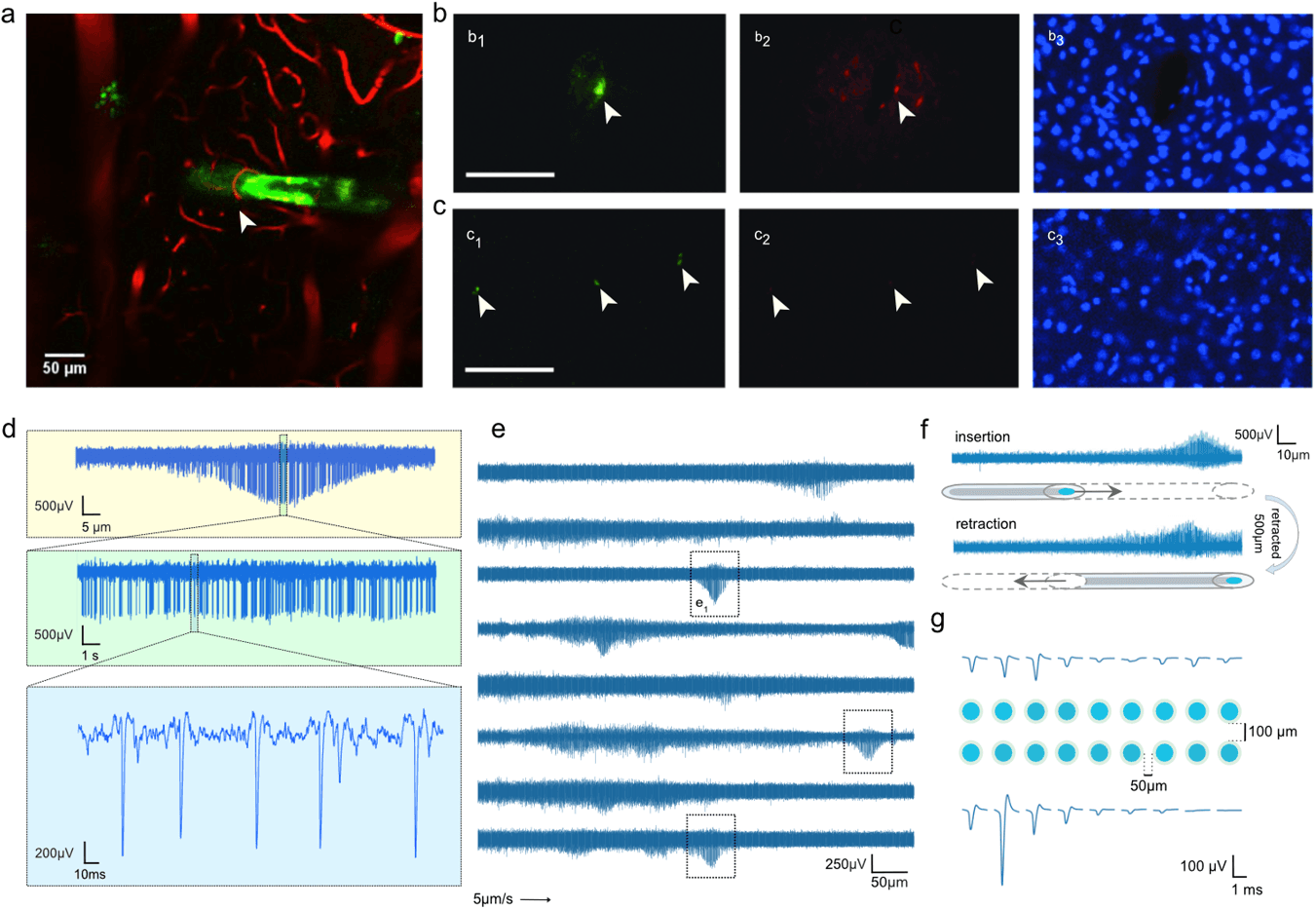 Composite figure. (a) Two-photon image of a green-labelled fibre among red-labelled blood vessels. (b) A silicon probe track with red dye leakage and a dark gap in blue-stained nuclei. (c) Three jULIE tracks with no dye leakage and evenly spread nuclei. (d–g) Voltage traces from fibres as they move through the brain, showing spikes appearing, growing and fading, and similar activity on insertion and retraction.