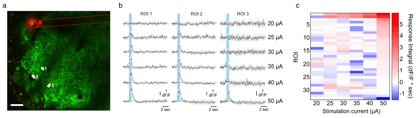 Composite figure. (a) Fluorescence image of olfactory bulb with the fibre position and three numbered cells marked. (b) Response traces of the three cells at increasing currents. (c) Average response of all cells in view rising with current.
