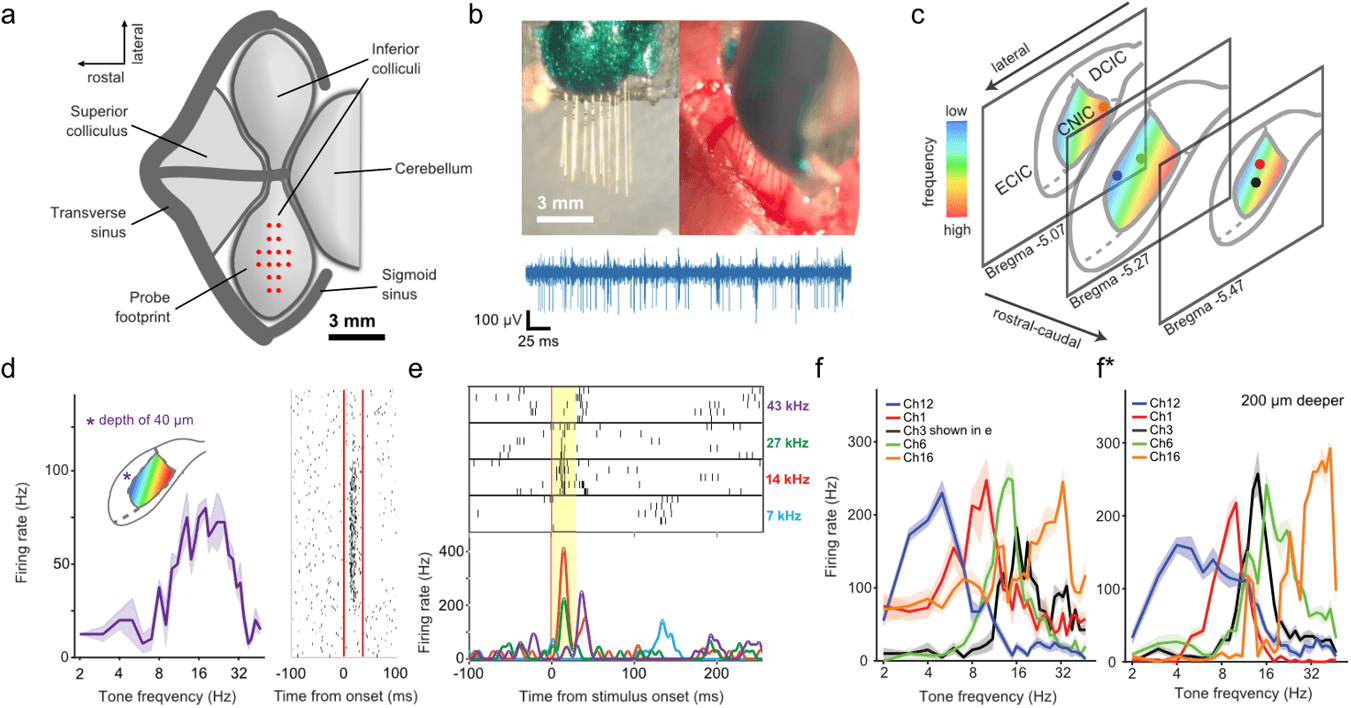 Composite figure. (a) Diagram of the mouse midbrain with the probe footprint. (b) Photo of a 16-fibre probe and its entry into the brain, with a voltage trace. (c) Schematic of recording sites over a colour map of frequency preference. (d) A tuning curve and spike raster from a site 40 micrometres deep. (e) Responses to four tones. (f) Tuning curves from different sites peaking at different frequencies, before and after moving 200 micrometres deeper.