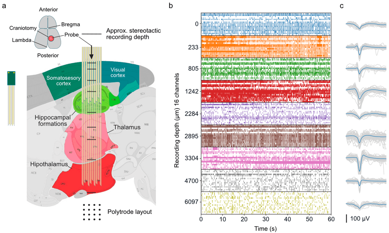 Composite figure. (a) Sagittal diagram of a mouse brain with the probe path from cortex to hypothalamus and recording positions marked. (b) Rows of spontaneous activity at each depth. (c) Spike waveforms detected on 16 channels at each depth.